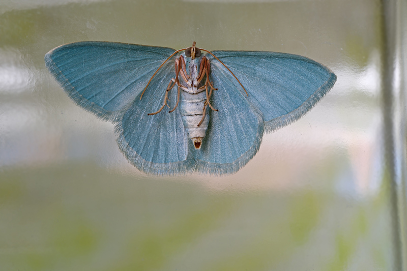 Un piccolo bruco - Phaiogramma etruscaria, Geometridae Geometrinae